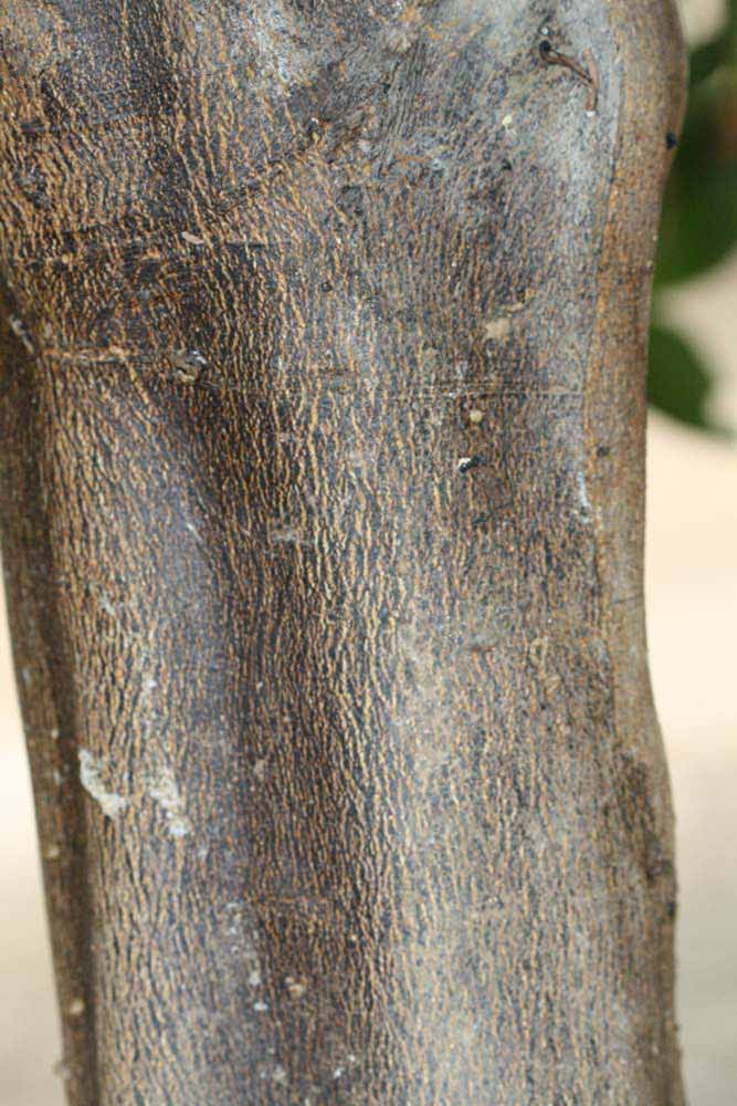            Bark (Riverside, CA)   